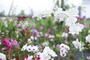 Orchid Farm.Many flowering orchids are reaching the flowering season.On the farm there are ferns and moss.