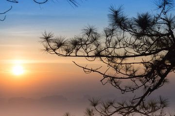 Pine tree and sunset landscape