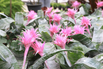 Pink flowers Bromeliads are the only tree species with pineapple flavor. Spiny thistle. Grows in tropical areas.