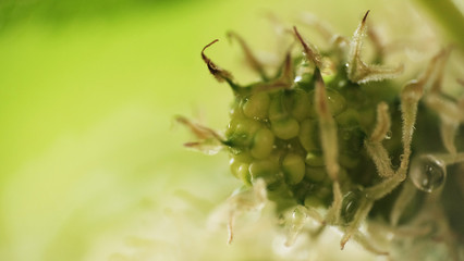 Green mulberry fruit