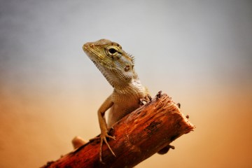 lizard on rock