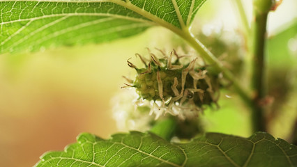 Green mulberry fruit