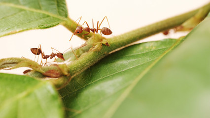 Macro of red ant 