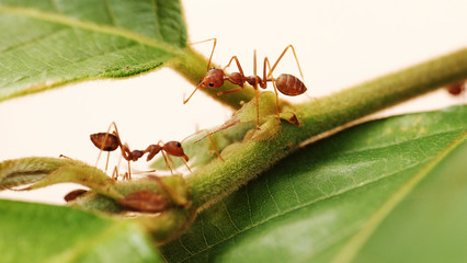 Macro of red ant 