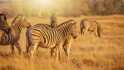Fototapeta na wymiar Zebra in golden morning light.