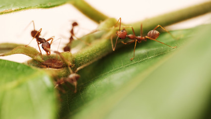 Macro of red ant 
