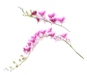 Bouquet of various colors, orchids isolated on white background. With clipping path.