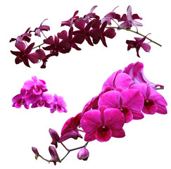 Bouquet of various colors, orchids isolated on white background. With clipping path.