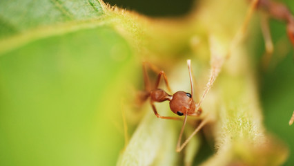 Macro of red ant 