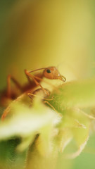 Macro of red ant 
