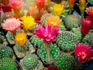 Fototapeta premium Cactus breeding. Cactus flowers in plastic pot in cactus farm shop.