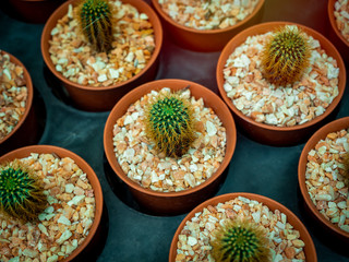 Cactus breeding. Cactus in plastic pot in cactus farm shop.