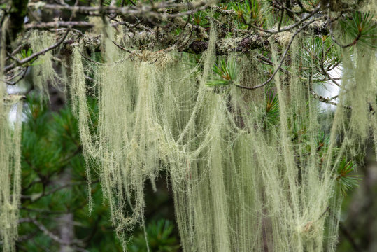 Lichen - Usnea of the Parmelian family on the branches of cedar in the seaside forest. Far East, Primorsky Krai, Russia