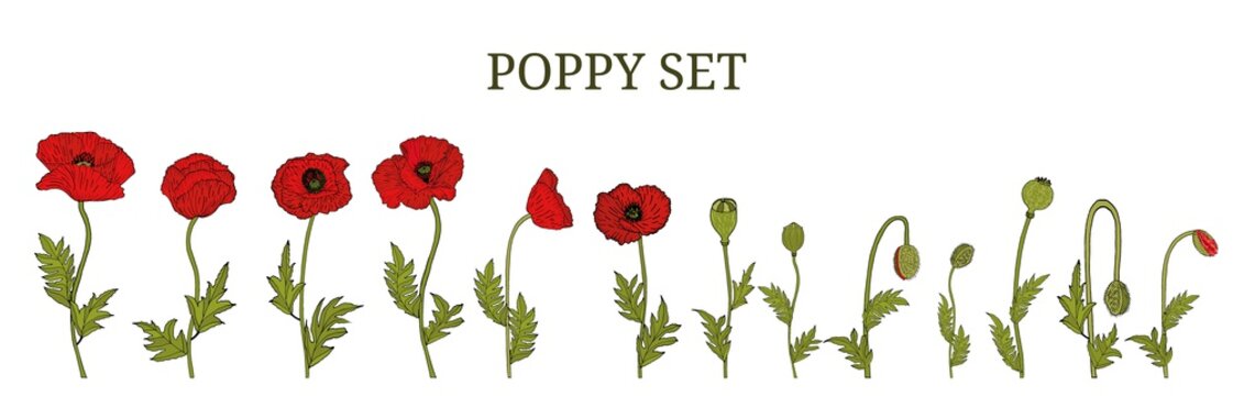 Decorative vector red poppy flowers and leaves in hand draw style, design element. Floral decoration for invitations, greeting cards, banners. 