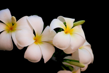 White plumeria flowers on a black background