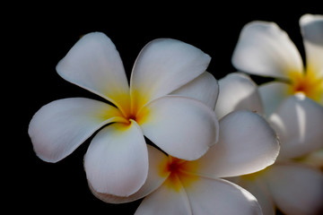 White plumeria flowers on a black background
