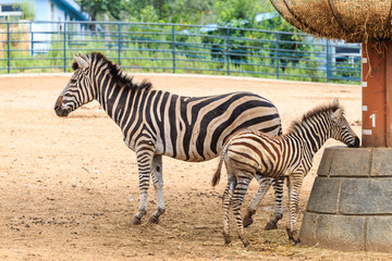 Fototapeta na wymiar The zebra in the zoo