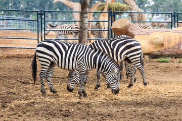 Fototapeta na wymiar The zebra in the zoo
