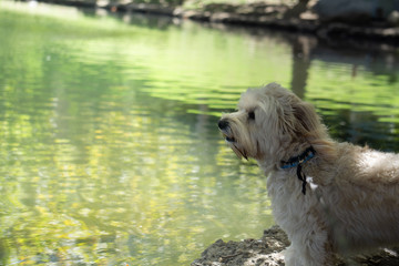 dog relax space for copy