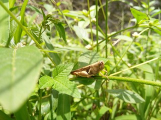 frog on leaf