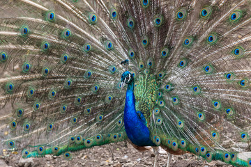 Fototapeta premium The peacock in the zoo