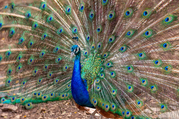 Obraz premium The peacock in the zoo