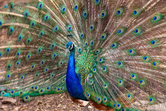 The peacock in the zoo