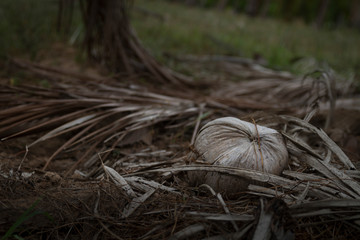 a coconut is on pile of dry coconut leaves.