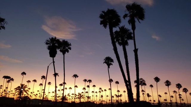 Palm tree Silhouettes during sunset in ventura california