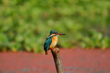 a common kingfisher or alcedo atthis at chupi lake or chupir char in purbasthali bird sanctuary in west bengal in india