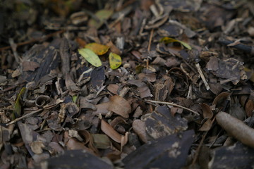 autumn leaves on the ground