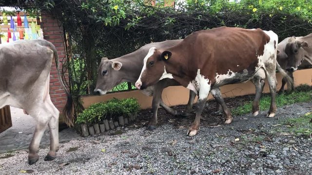 Camera pans to follow a line of skinny cows marching by