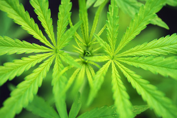 Naklejka na ściany i meble close up of fresh cannabis leaf background