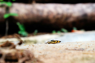 Close-up of a butterfly with a yellow and black striped pattern