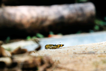 Close-up of a butterfly with a yellow and black striped pattern