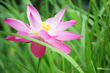 Fototapeta premium close up of beautiful lotus flower