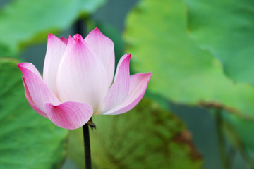 close up of blooming lotus flower background