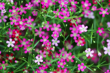 close up of beautiful gypsophila flower background