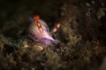 Nudibranch  Hypselodoris sp . Underwater macro photography from Lembeh Strait, Indonesia
