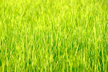 Fototapeta na wymiar Rice is growth in the rice paddies