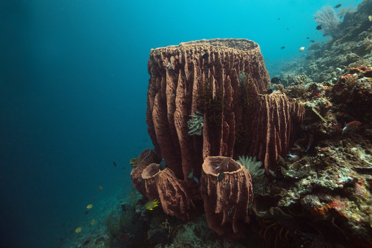 Giant barrel sponge (Xestospongia muta). Amazing underwater world of Maratua Island in East Kalimantan, the Sulwaesi Sea.