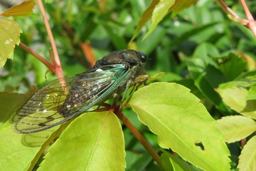 Cicada on green plant in Florida nature, closeup