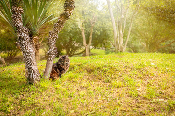 A fluffy cat is sitting under a tree on a green lawn.