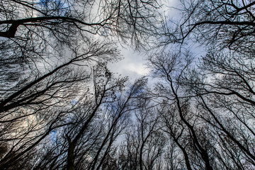 Abstract tree branches profiled on stormy sky, in early spring