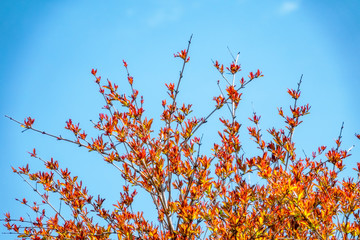 Branches of bushes with young green and red leaves