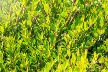 Green bushes with trimmed branches and young leaves.