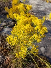 Nutall's Rayless Goldenrod Yellow Flower in Little River Canyon National Forest  1