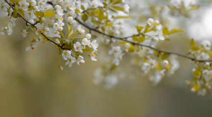 Blütendach im Frühling - Blühende Zweige mit weißen Blüten