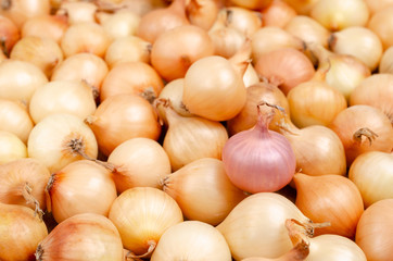 Obraz na płótnie Canvas Raw little onions