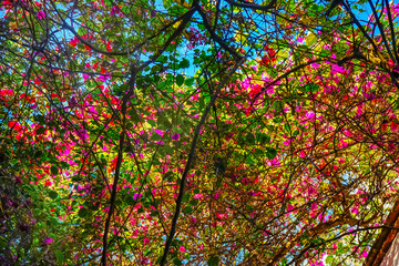 Pink Bougainvillea Garden Oaxaca Juarez Mexico